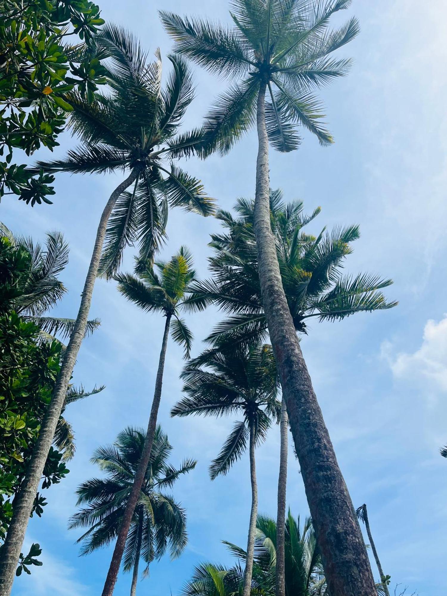 ホテル Esperanza Beach Mawella タンガラ エクステリア 写真